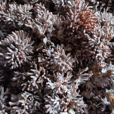 长年供应龙爪菇:凤脚菇一、二级菌种，鲜品菇
