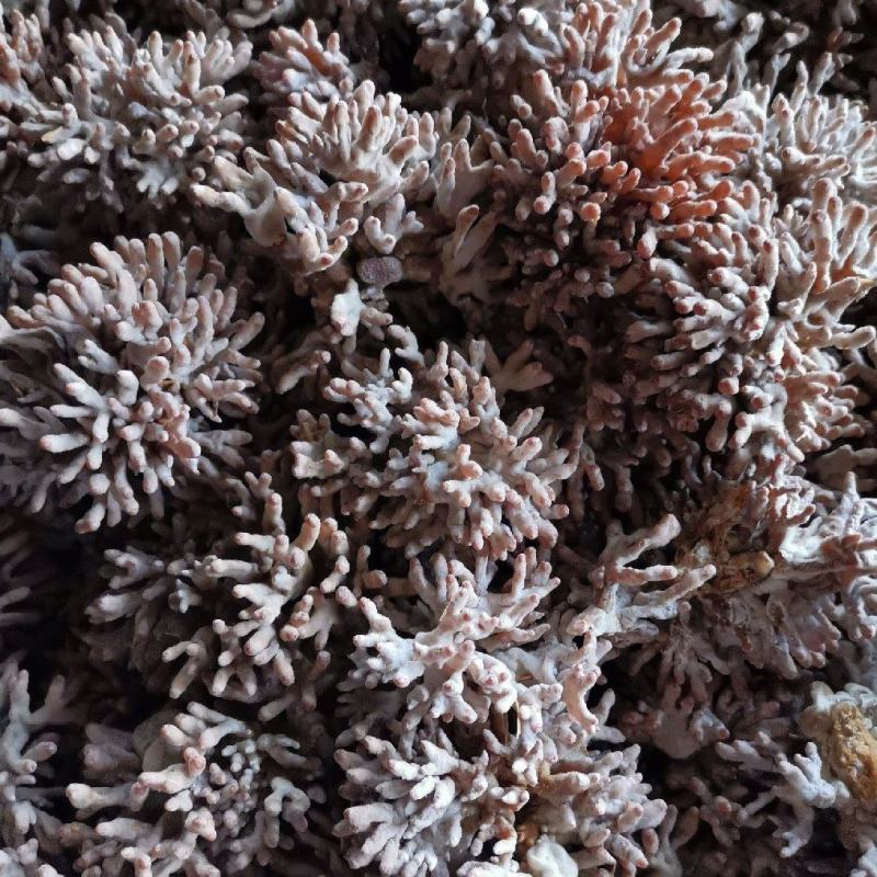 长年供应龙爪菇:凤脚菇一、二级菌种，鲜品菇