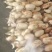 莲藕，35莲藕又白又大，藕节圆润，皮薄肉脆，口感甜！