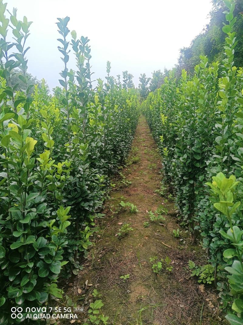 苗圃出售北海道黄杨，香樟，桂花，棕榈，枇杷等各种绿化苗。