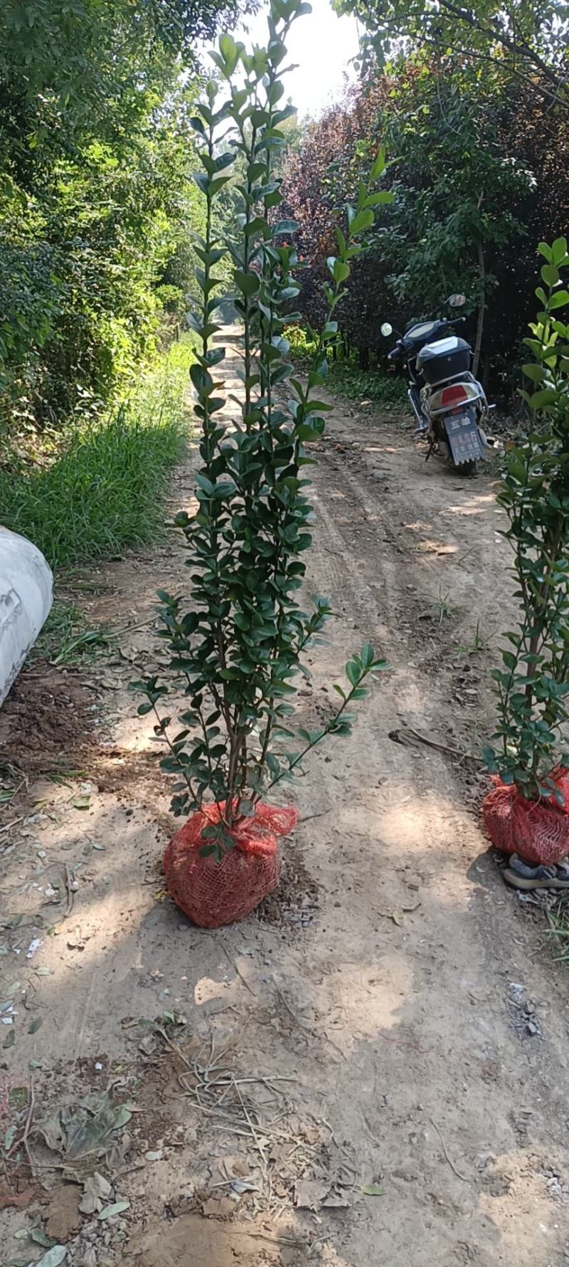 苗圃出售北海道黄杨，香樟，桂花，棕榈，枇杷等各种绿化苗。