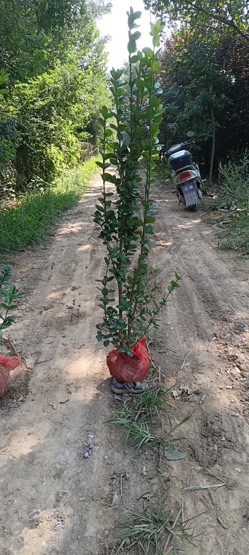 苗圃出售北海道黄杨，香樟，桂花，棕榈，枇杷等各种绿化苗。