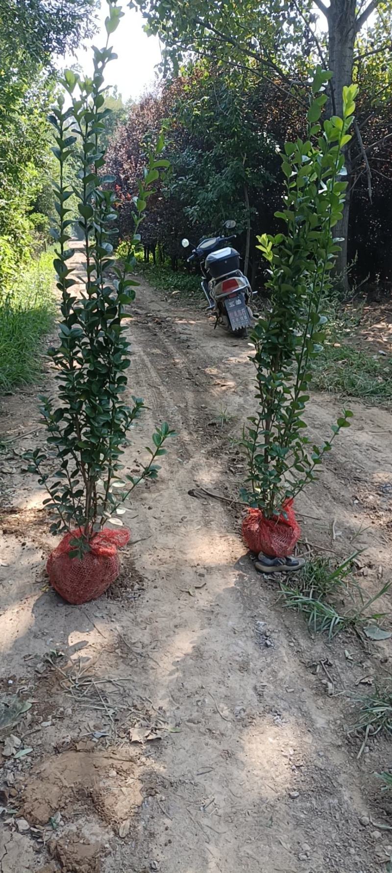 苗圃出售北海道黄杨，香樟，桂花，棕榈，枇杷等各种绿化苗。