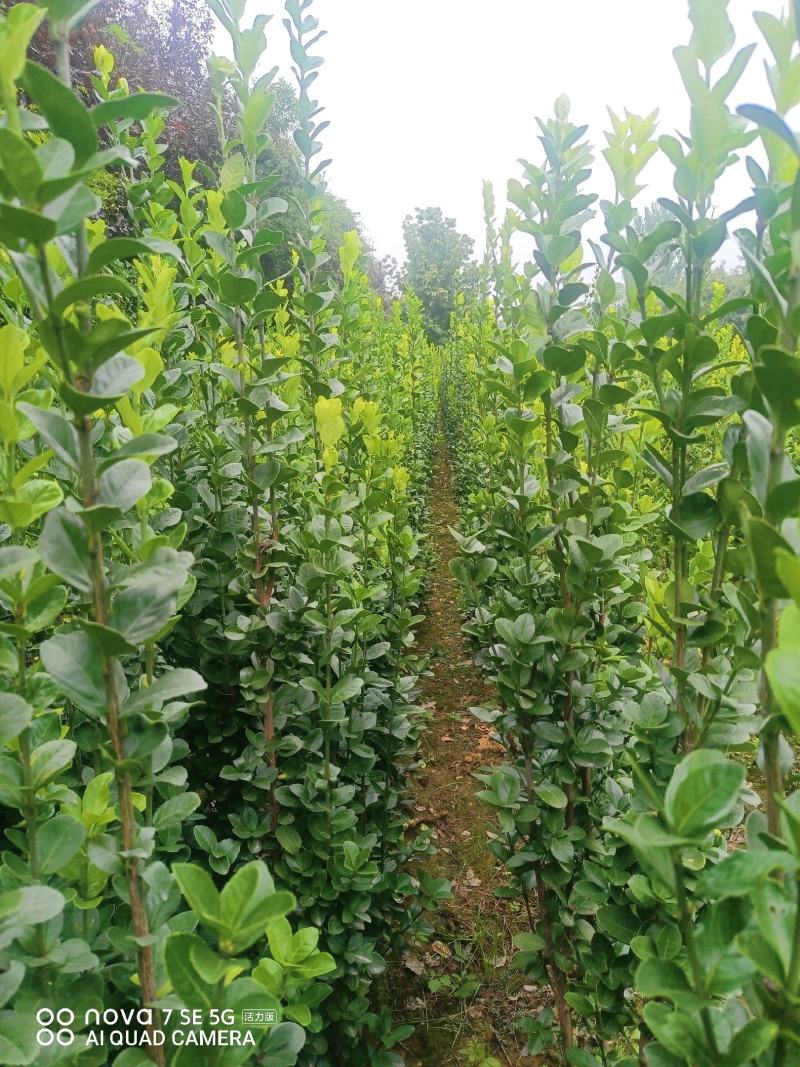 苗圃出售北海道黄杨，香樟，桂花，棕榈，枇杷等各种绿化苗。