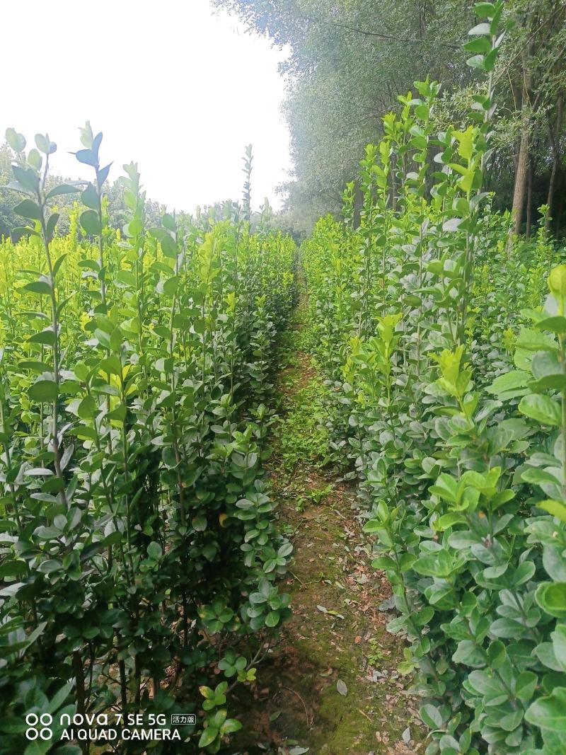 苗圃出售北海道黄杨，香樟，桂花，棕榈，枇杷等各种绿化苗。