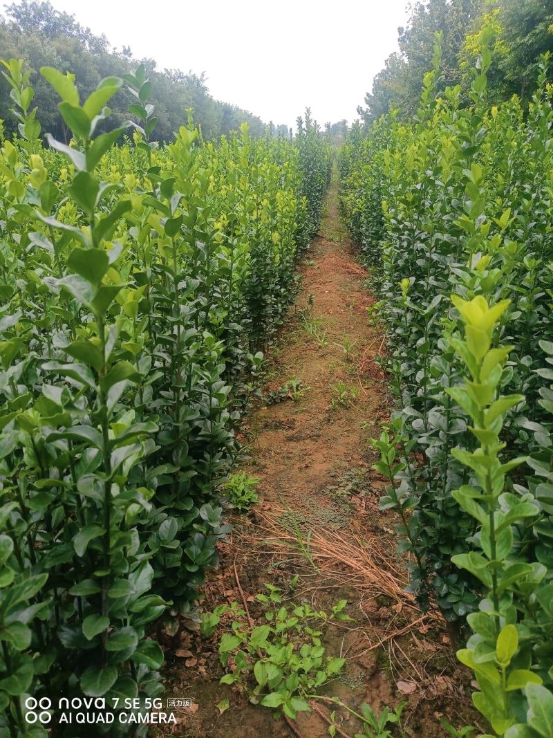 苗圃出售北海道黄杨，香樟，桂花，棕榈，枇杷等各种绿化苗。