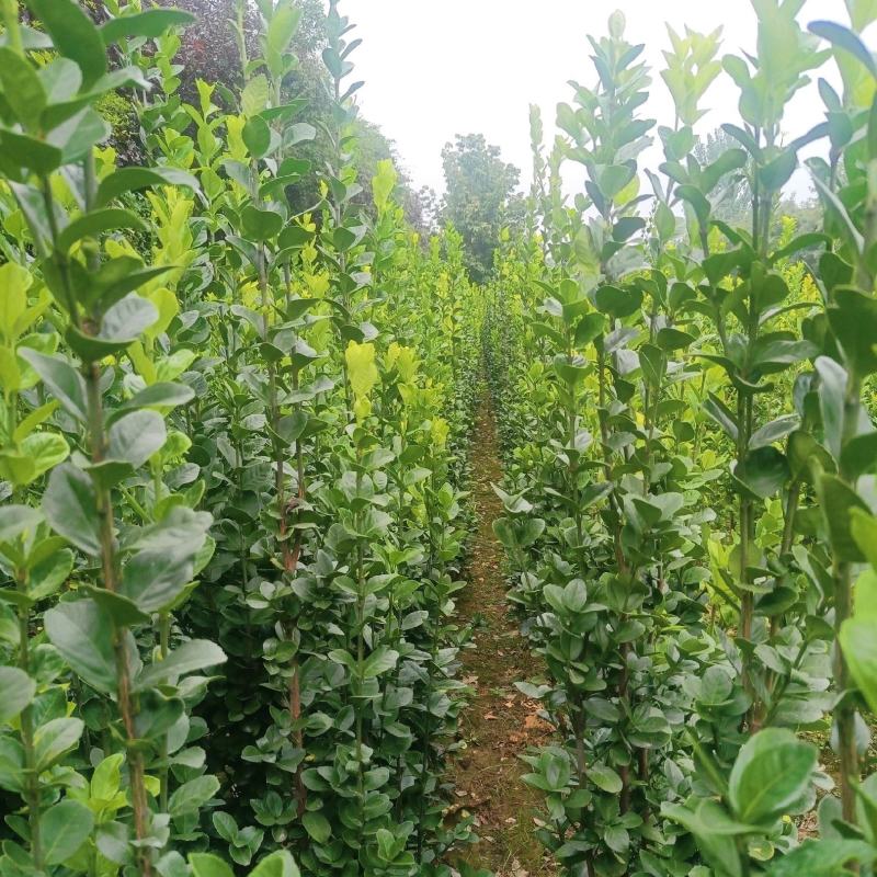 苗圃出售北海道黄杨，香樟，桂花，棕榈，枇杷等各种绿化苗。