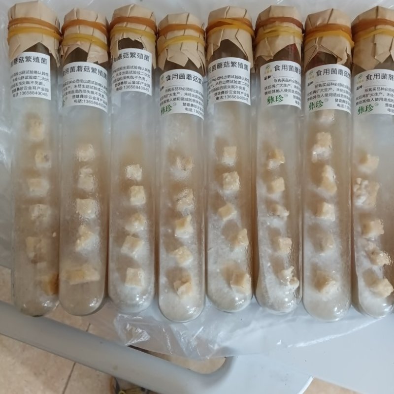 金耳繁殖试管一代原基