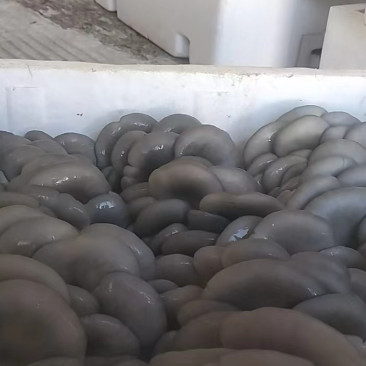新鲜蘑菇反季头茬