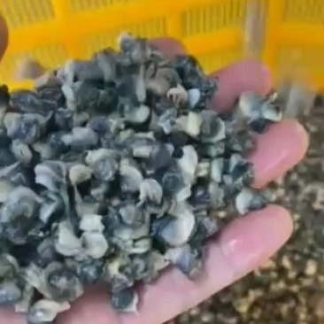 螺丝肉