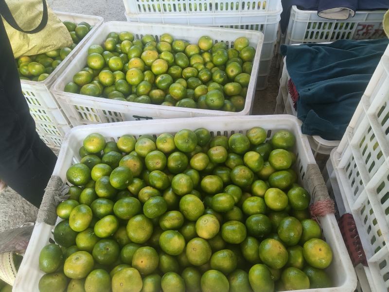 东江湖蜜桔大量上市了