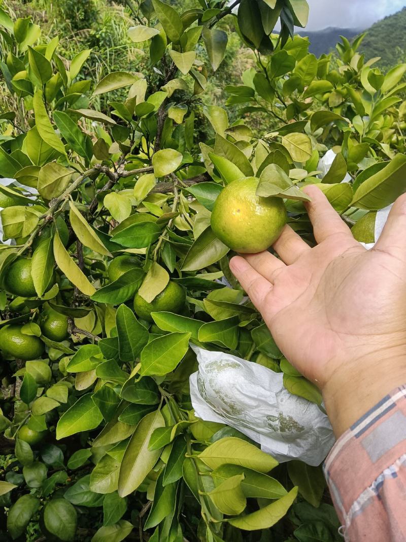 东江湖蜜桔大量上市了