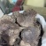 正宗家蜂房蜂窝中药材蜂房马蜂窝500克包邮