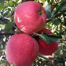 苹果山东产地红富士苹果现摘现发货，一条龙服务打包，地头价