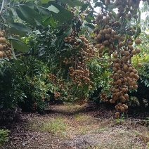 精品石侠青皮龙眼果园基地