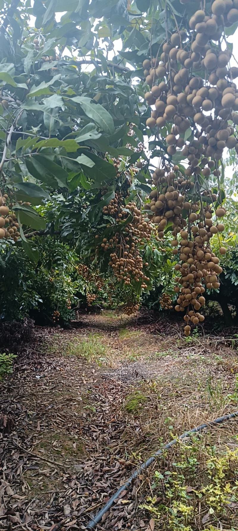 精品石侠青皮龙眼果园基地
