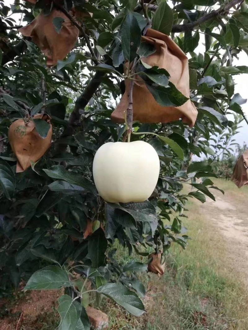 辽宁大连