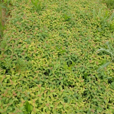 绣线菊,金艳绣线菊,金山绣线菊,营养杯苗,绿化工程用苗