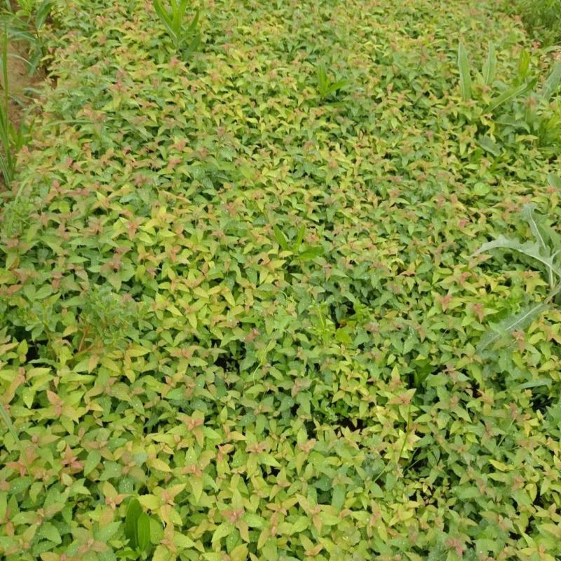 绣线菊，金艳绣线菊，金山绣线菊，营养杯苗，绿化工程用苗