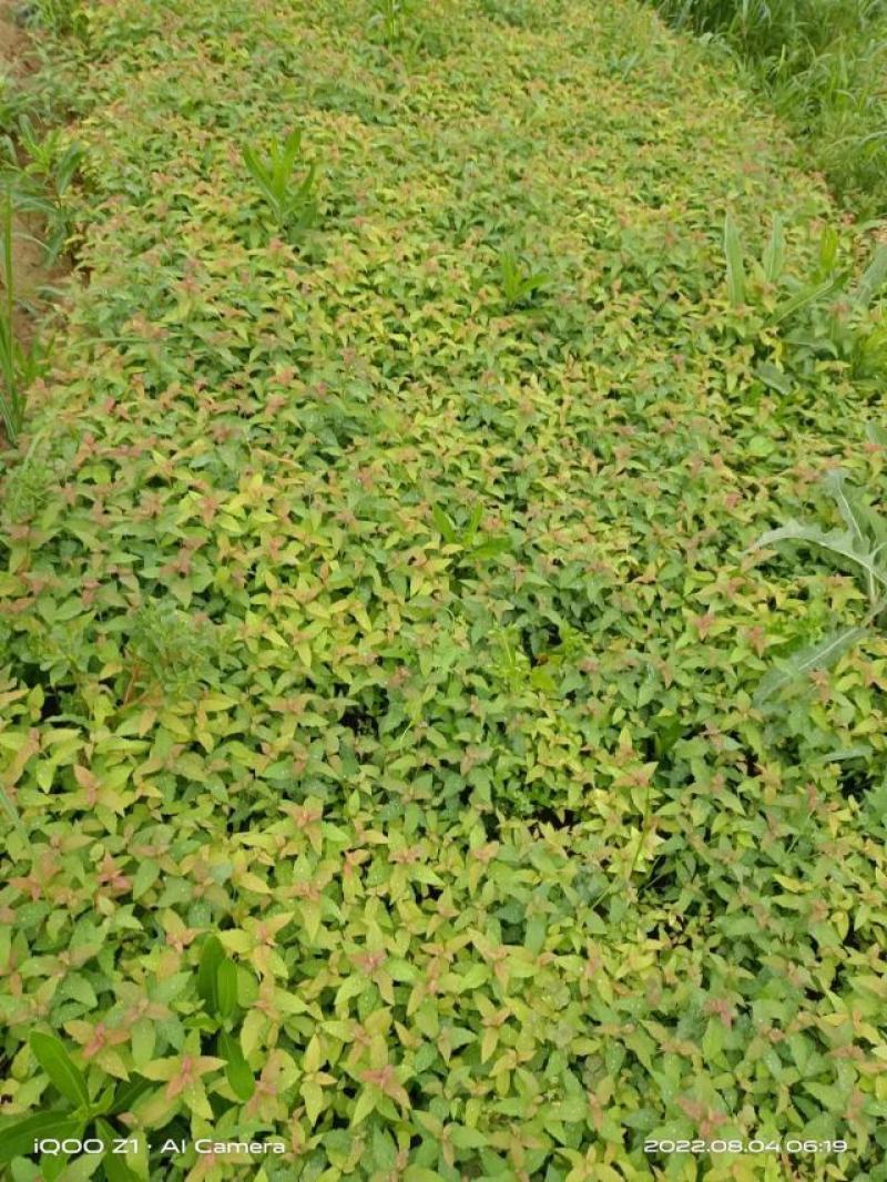 绣线菊，金艳绣线菊，金山绣线菊，营养杯苗，绿化工程用苗