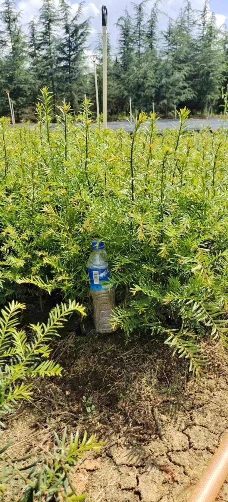 优质中杯（13×15）红豆杉苗