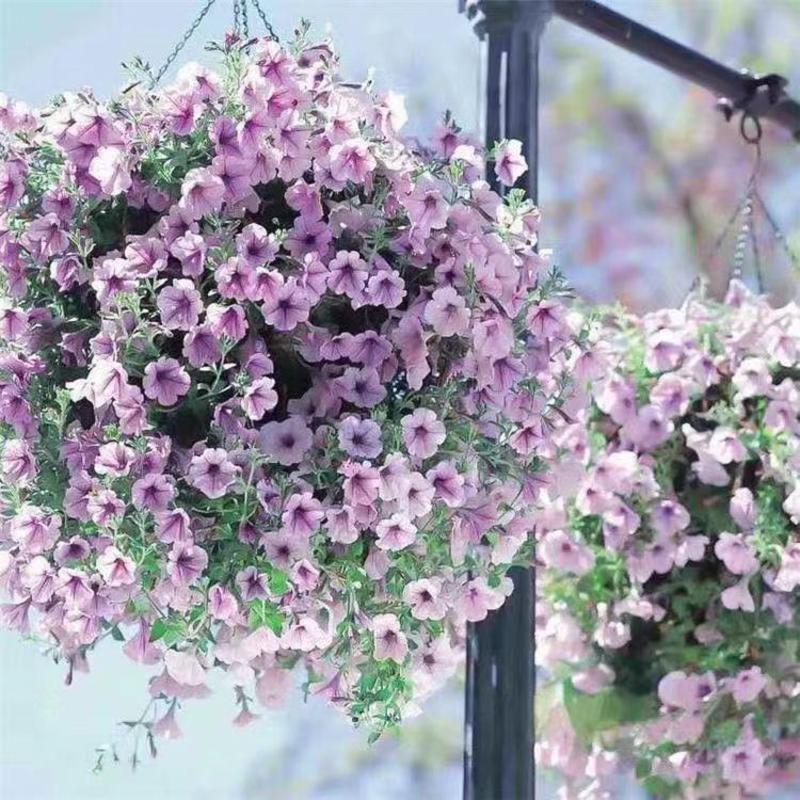 矮牵牛花种子室内阳台植物盆栽多年生垂吊混色喇叭花观花花海