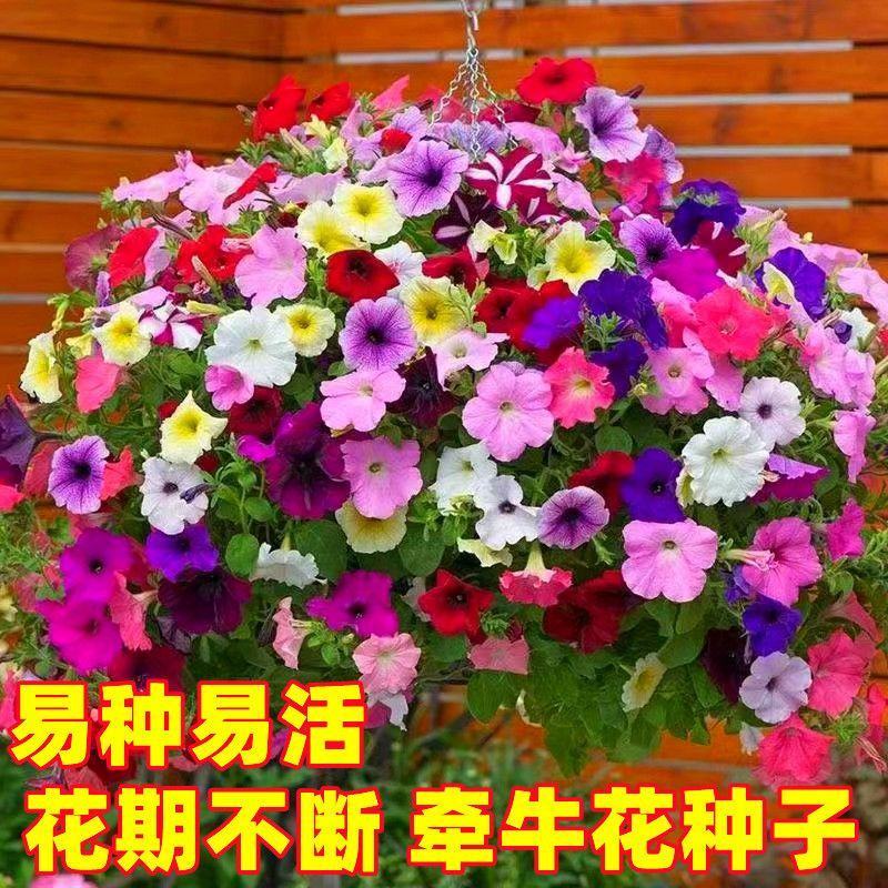 矮牵牛花种子室内阳台植物盆栽多年生垂吊混色喇叭花观花花海