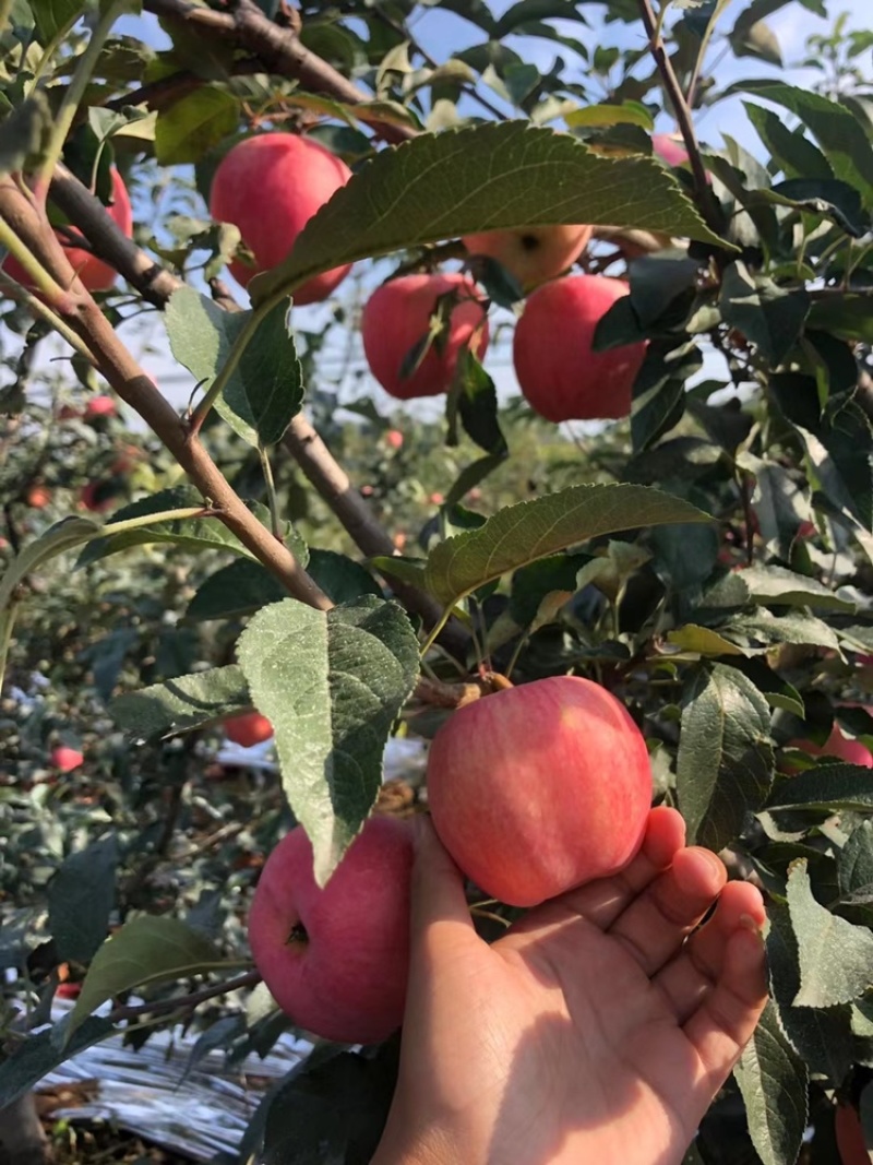 绥中苹果。甜脆可口，价格优美，欢迎联系。