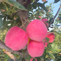 绥中苹果。甜脆可口，价格优美，欢迎联系。