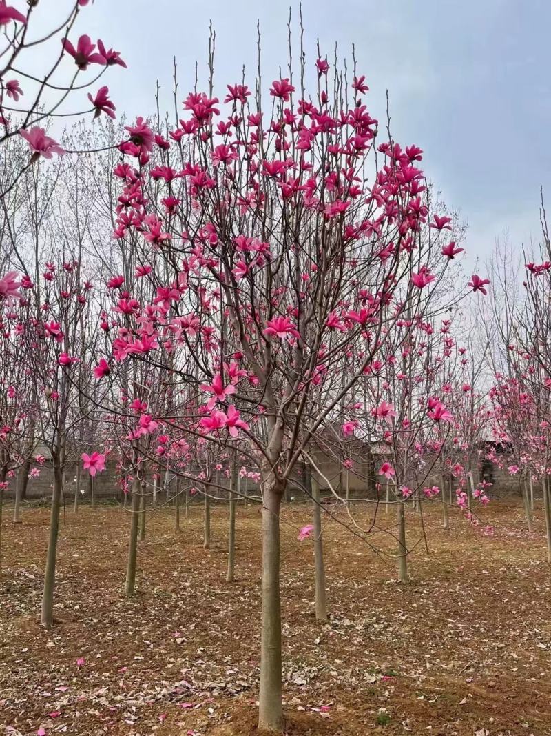 紫玉兰价格规格1-2-3-4-5-6-7-8-9-10-