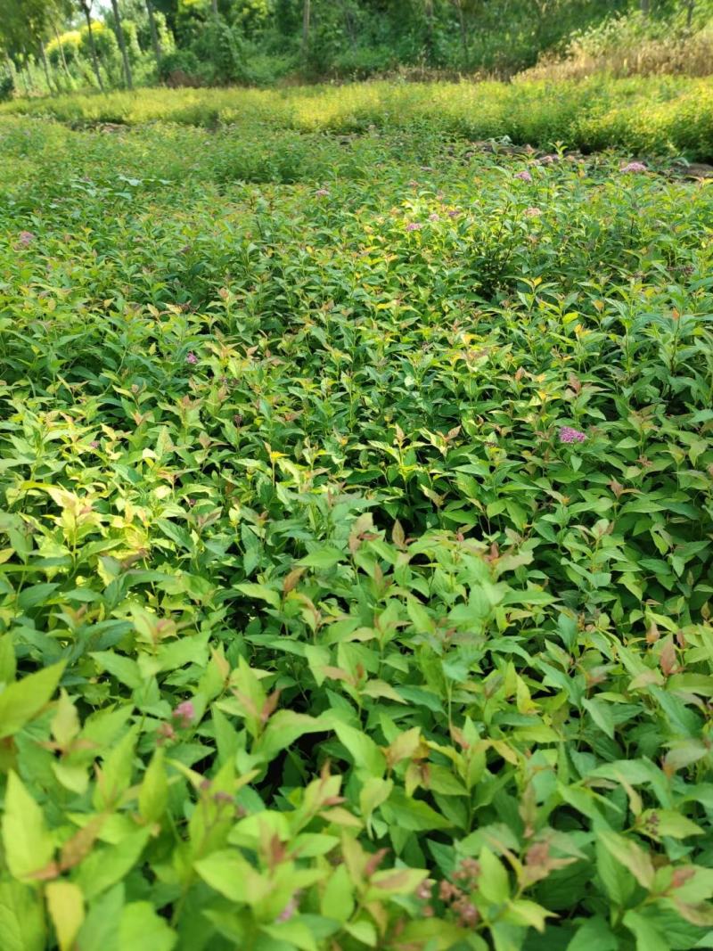绣线菊，金艳绣线菊，金山绣线菊，营养杯苗，绿化工程用苗