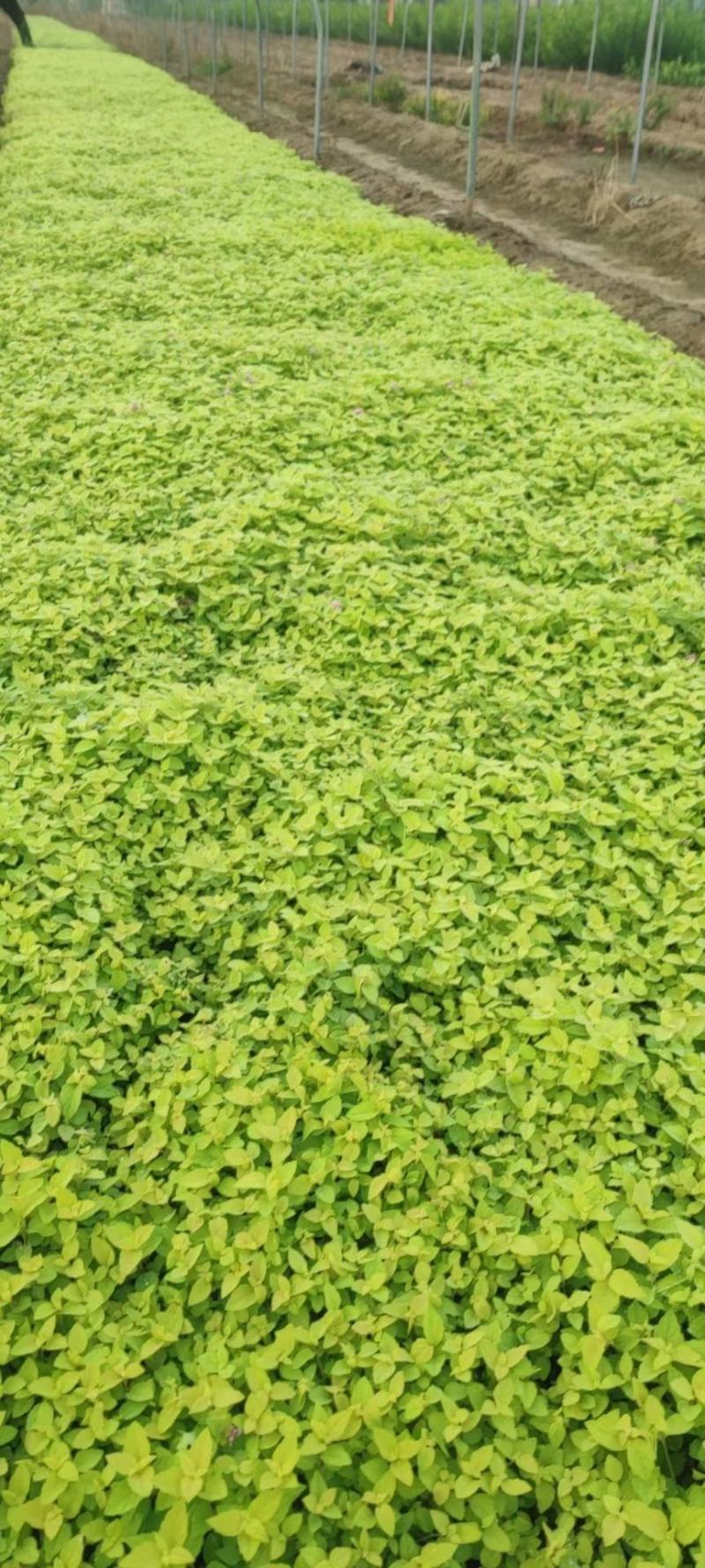 绣线菊，金艳绣线菊，金山绣线菊，营养杯苗，绿化工程用苗