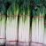 铁杆大葱，产地直发，价格优惠，质量保证。