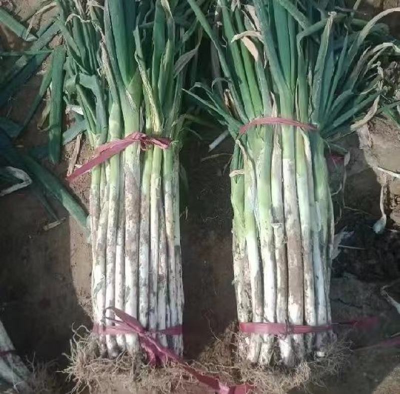 铁杆大葱，产地直发，价格优惠，质量保证。