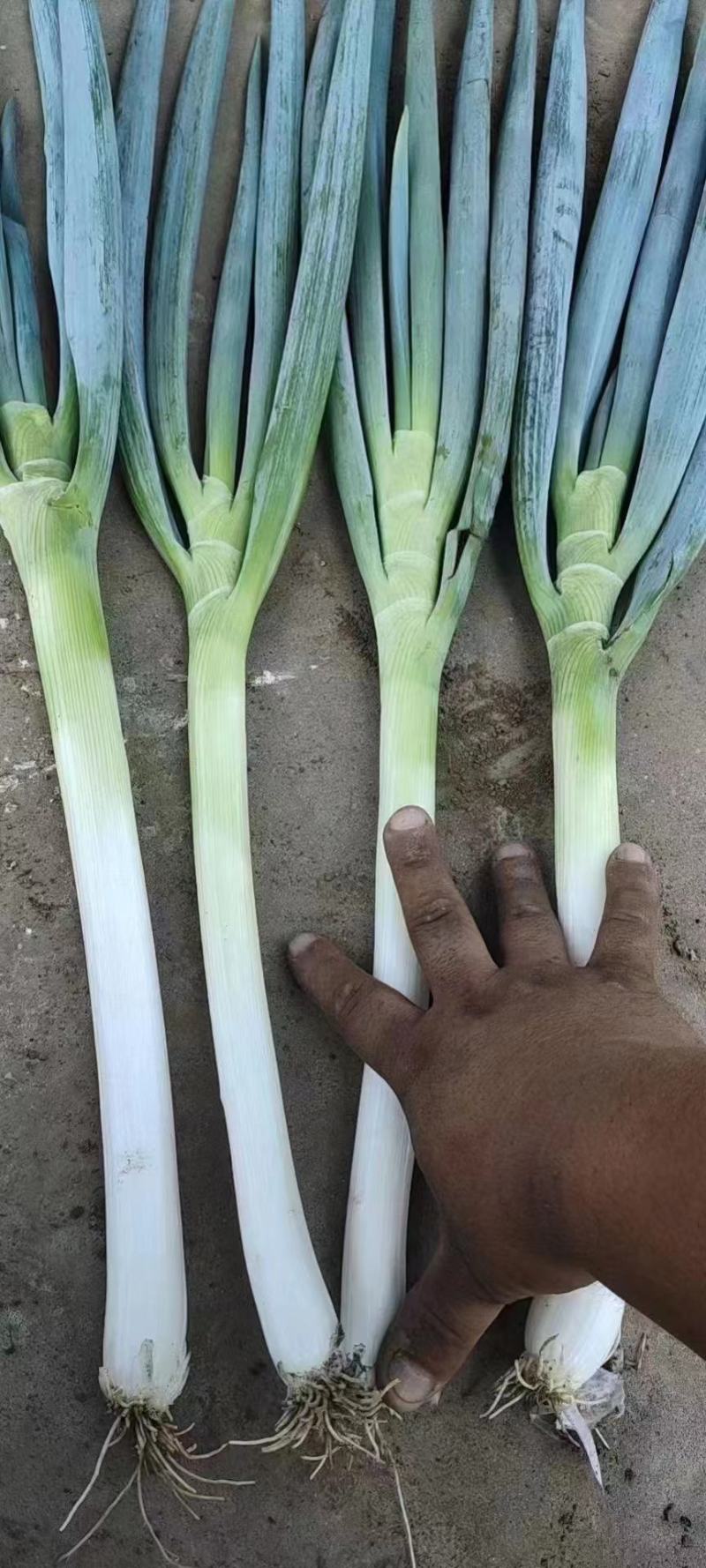 铁杆大葱，产地直发，价格优惠，质量保证。