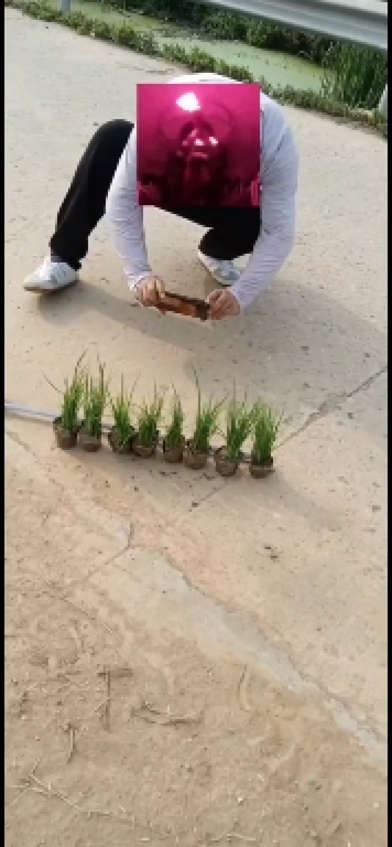 马莲，马蔺，马兰量大批发价格，绿化苗木，诚信为本。