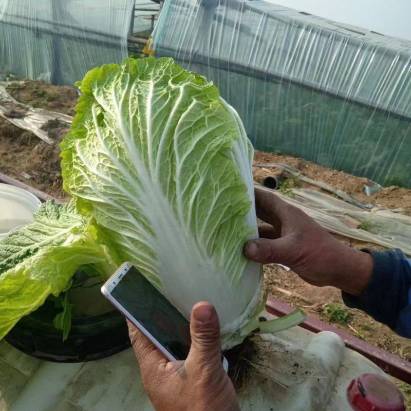 杠菜，玲珑黄各种白菜，价格实惠，产地直发，质量保证。