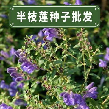 半枝莲种子药材种籽并头草韩信草赶山鞭牙刷草庭院阳台盆栽易