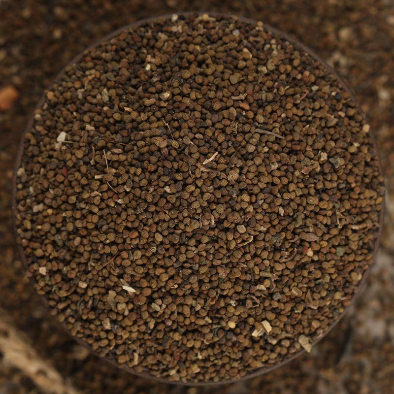 半枝莲种子药材种籽并头草韩信草赶山鞭牙刷草庭院阳台盆栽易