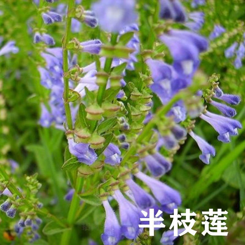 半枝莲种子药材种籽并头草韩信草赶山鞭牙刷草庭院阳台盆栽易