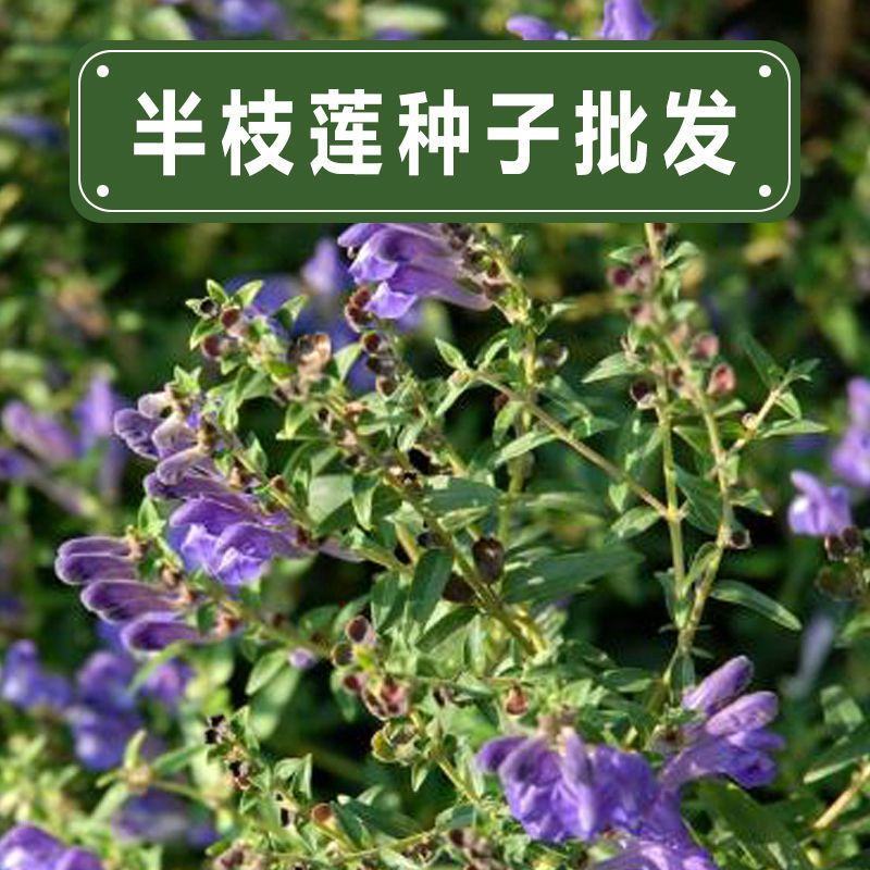 半枝莲种子药材种籽并头草韩信草赶山鞭牙刷草庭院阳台盆栽易