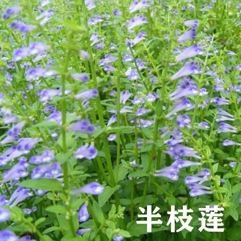 半枝莲种子药材种籽并头草韩信草赶山鞭牙刷草庭院阳台盆栽易