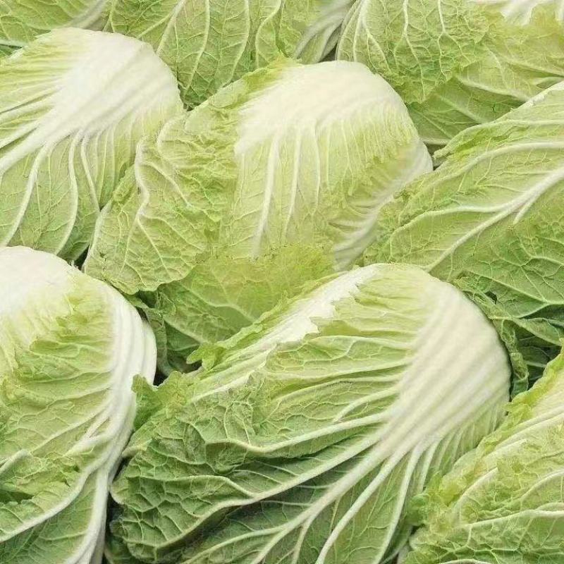 杠菜，玲珑黄各种白菜，价格实惠，产地直发，质量保证。