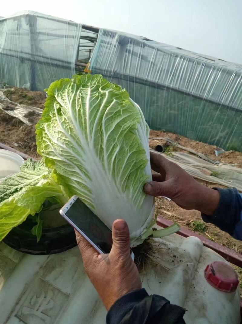 杠菜，玲珑黄各种白菜，价格实惠，产地直发，质量保证。