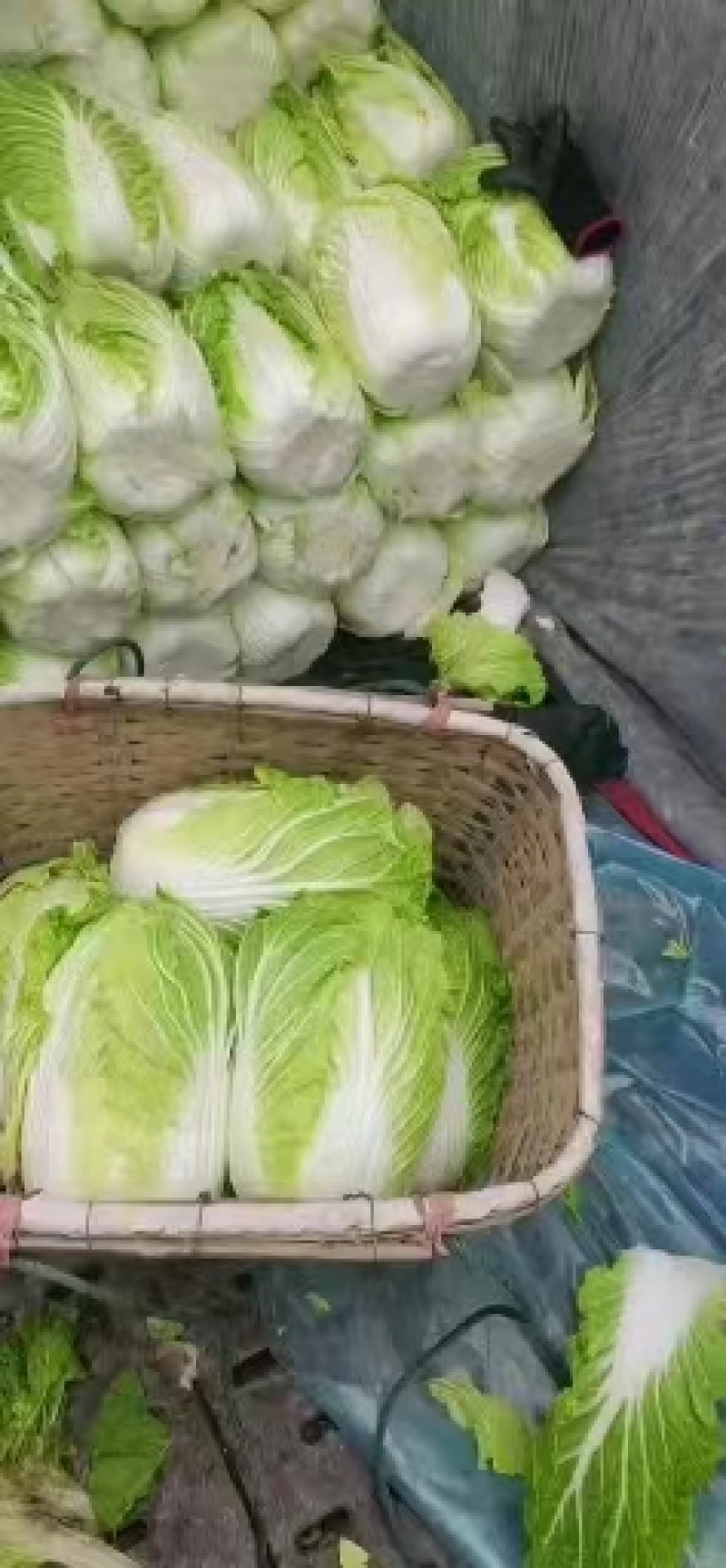 杠菜，玲珑黄各种白菜，价格实惠，产地直发，质量保证。