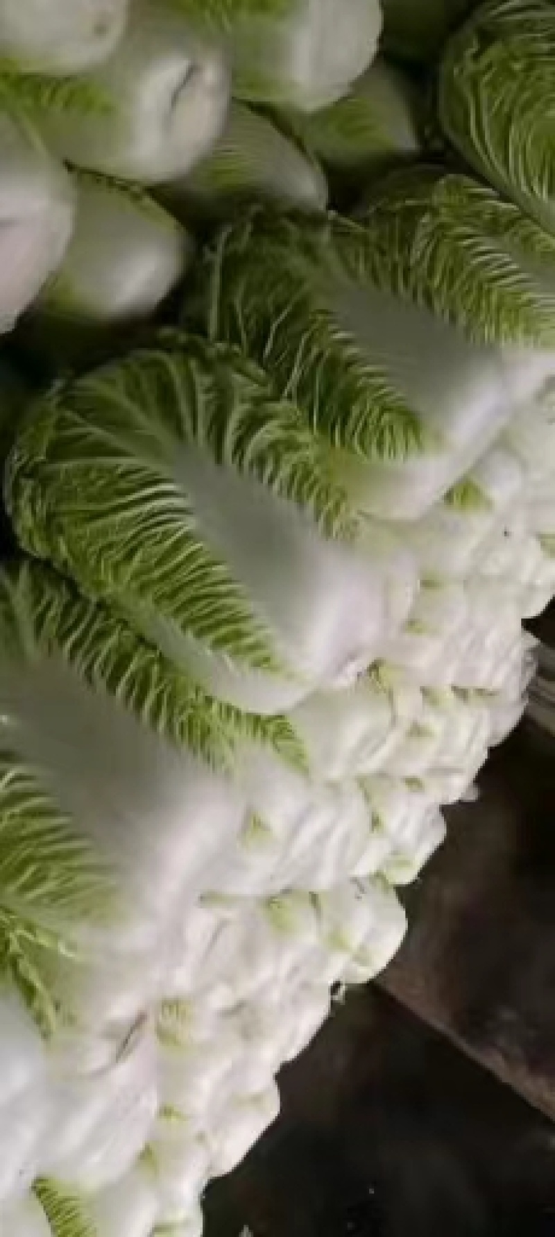 杠菜，玲珑黄各种白菜，价格实惠，产地直发，质量保证。