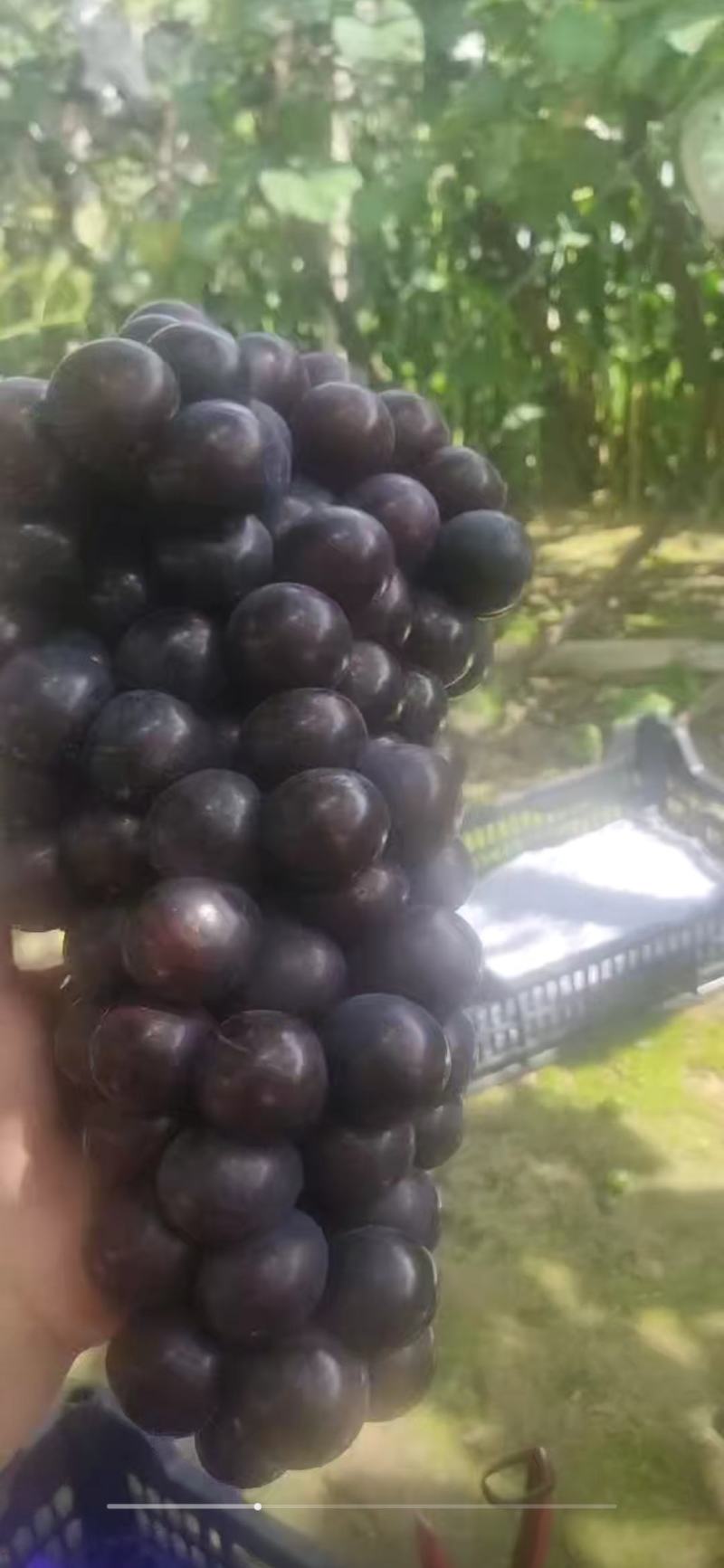 辽宁北镇上肖飓风葡萄