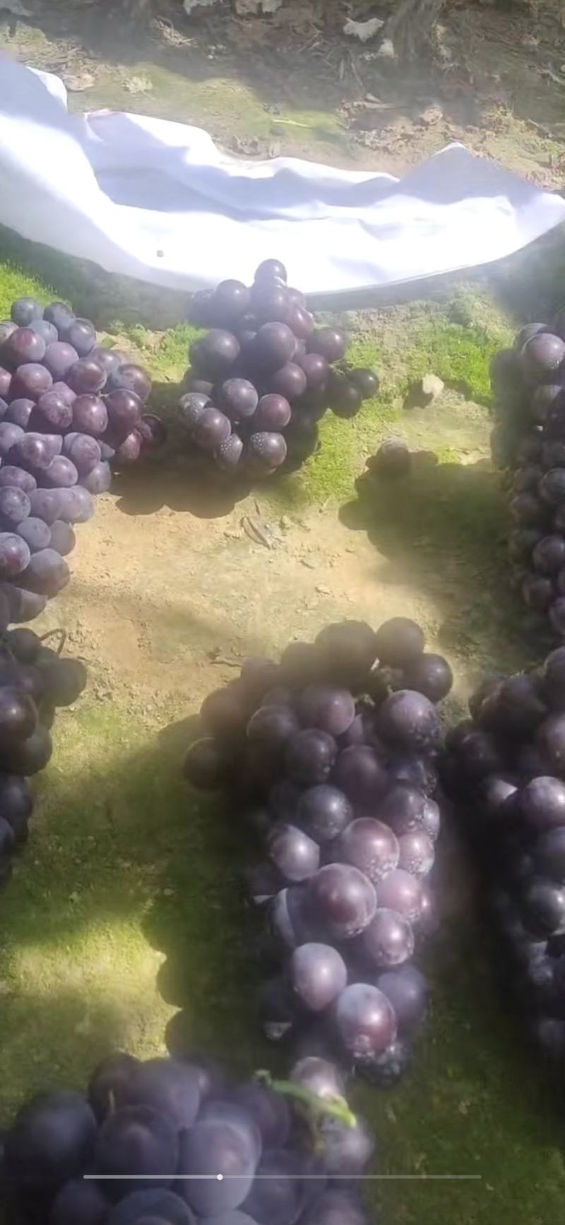 辽宁北镇上肖飓风葡萄