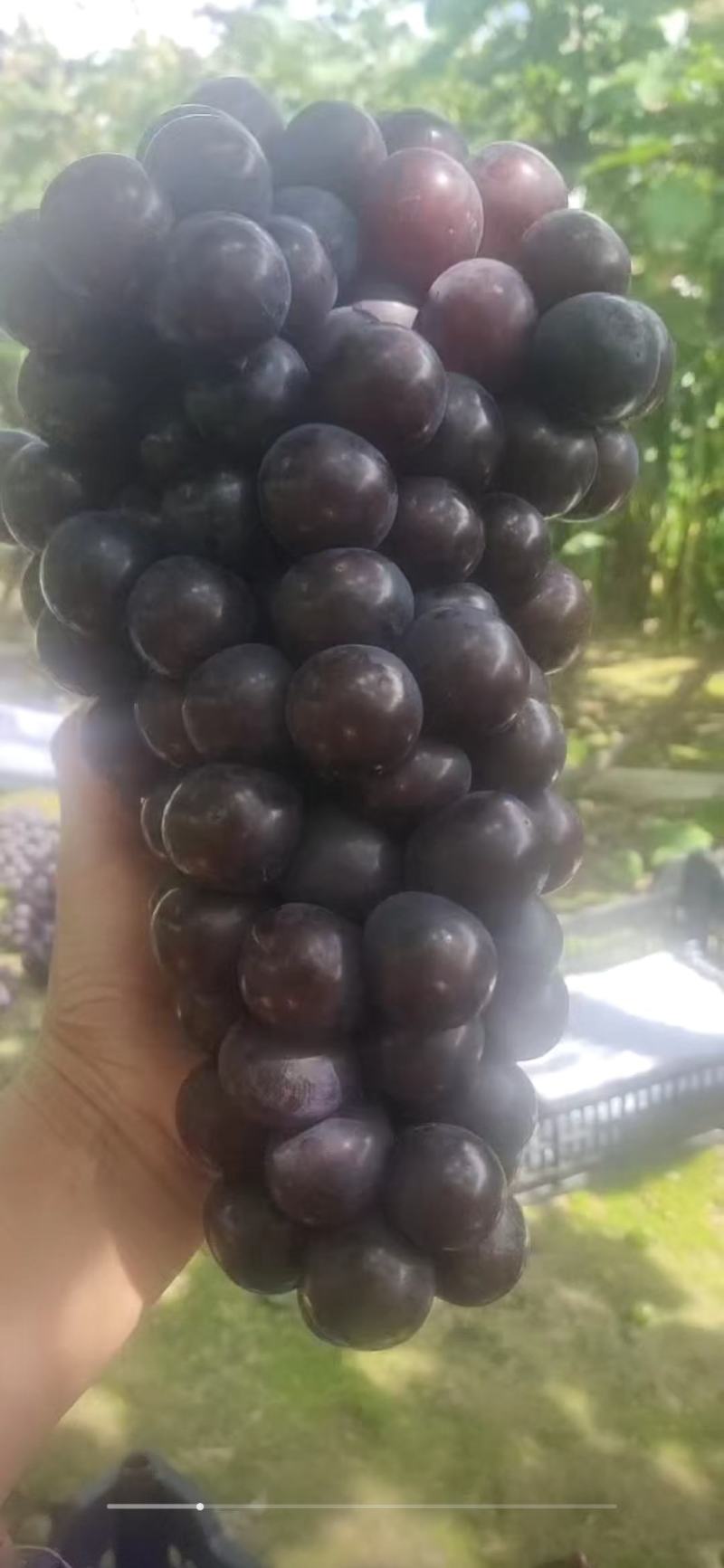 辽宁北镇上肖飓风葡萄