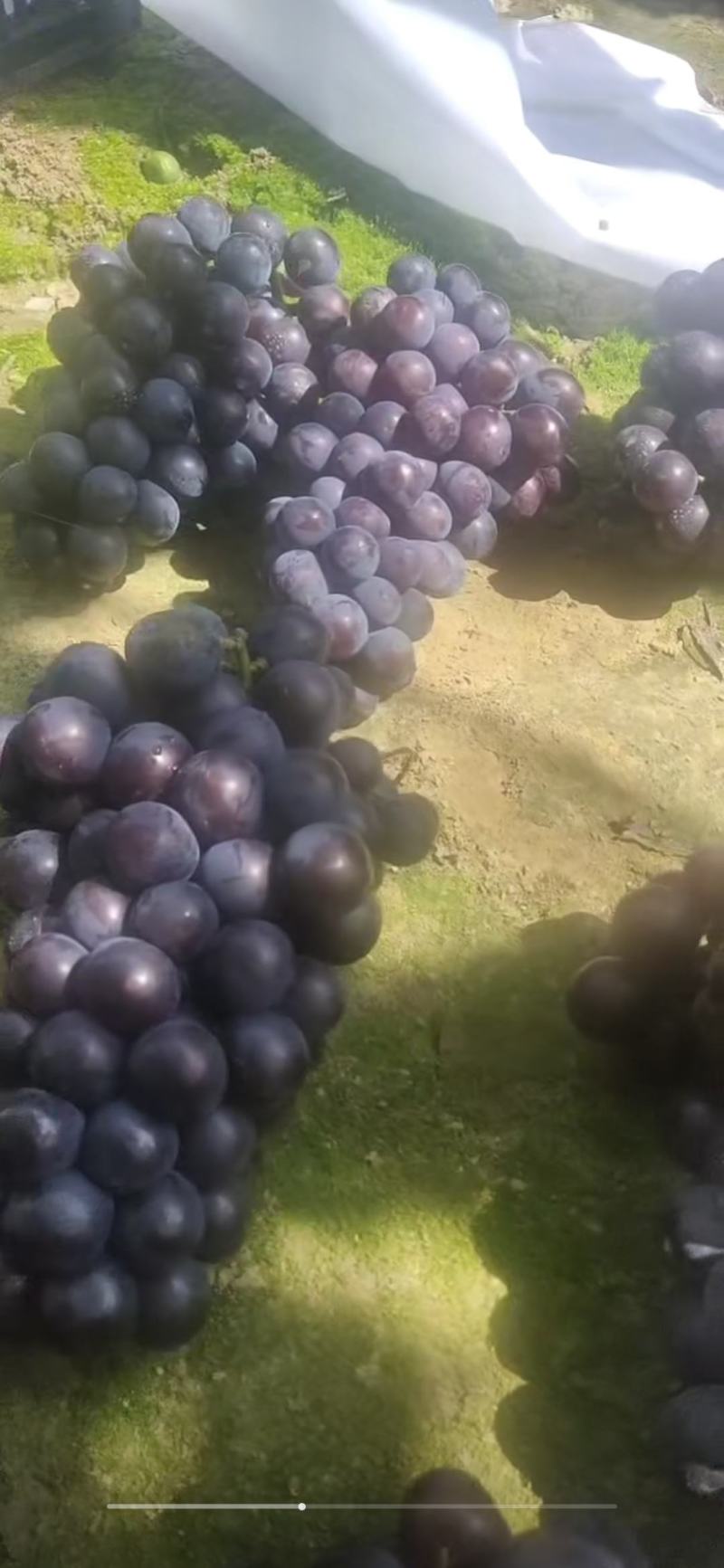 辽宁北镇上肖飓风葡萄